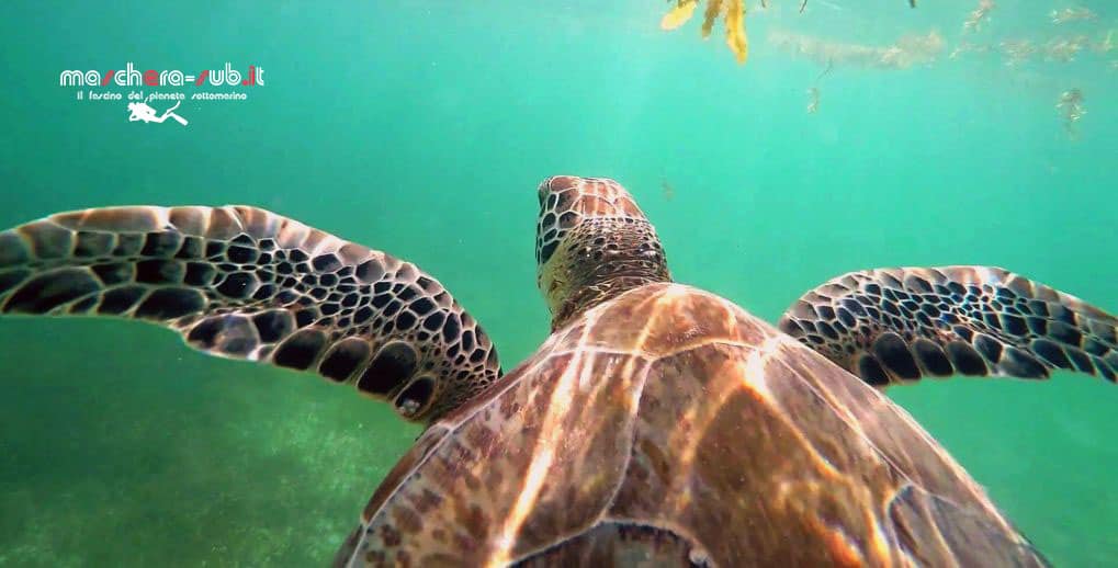 fotografia subacquea tartaruga