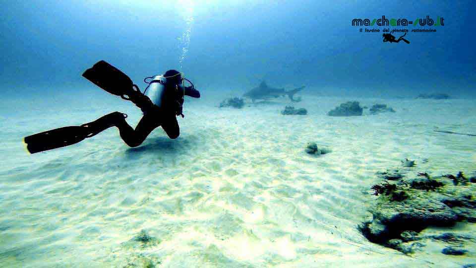 immersione con lo squalo leuca messico